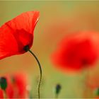 Mohn-Light