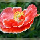 Mohn-Light