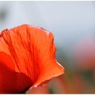 Mohn - Light 