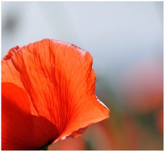 Mohn - Light 