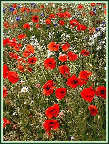 Mohn-Light