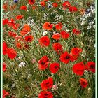 Mohn-Light