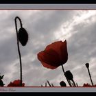 Mohn-light