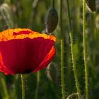 Mohn-Light