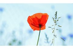 Mohn "light"