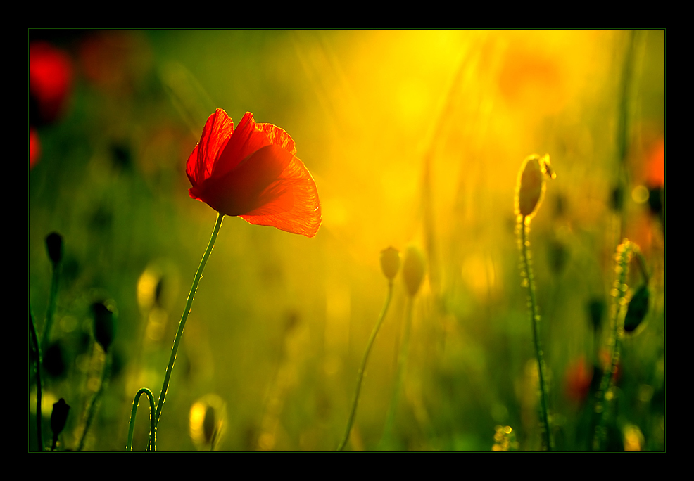 Mohn-Light II