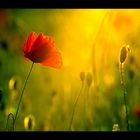 Mohn-Light II