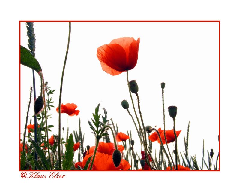 Mohn-light II