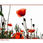 Mohn-light II