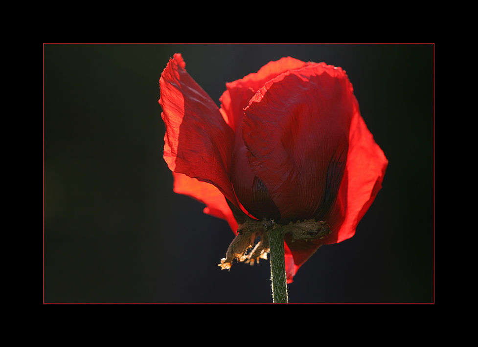 Mohn-Light-Serenade