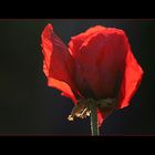 Mohn-Light-Serenade