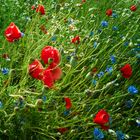 Mohn Like