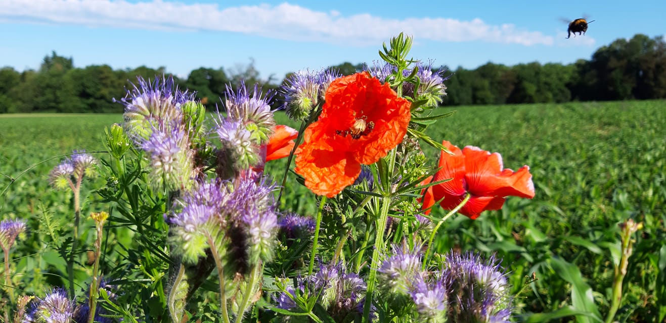 Mohn, lila Blüten und Hummel - Photos by FC - Jeannette Dewald