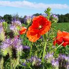 Mohn, lila Blüten und Hummel - Photos by FC - Jeannette Dewald