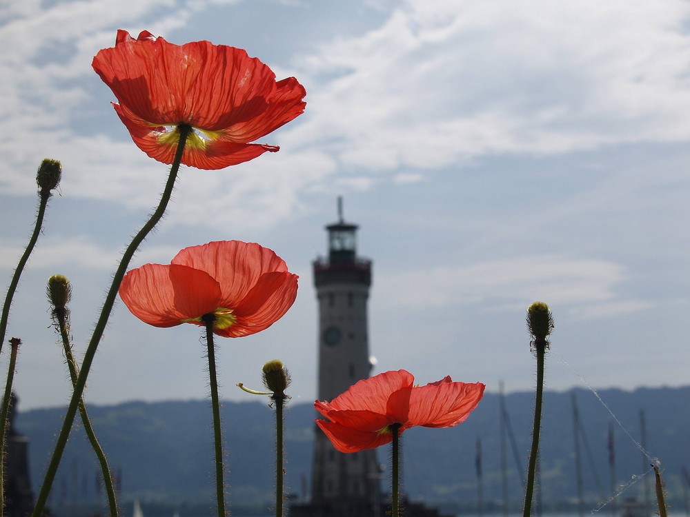 Mohn / Lindau