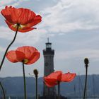 Mohn / Lindau