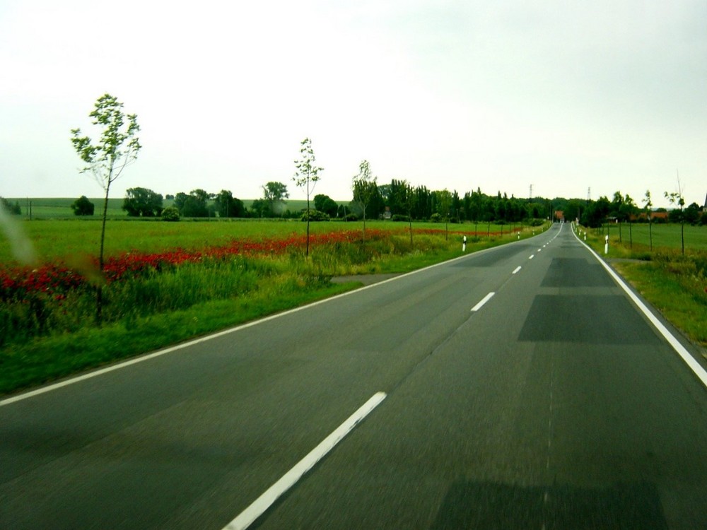 Mohn links der Strasse