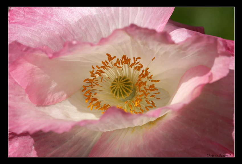 Mohn macht doff !