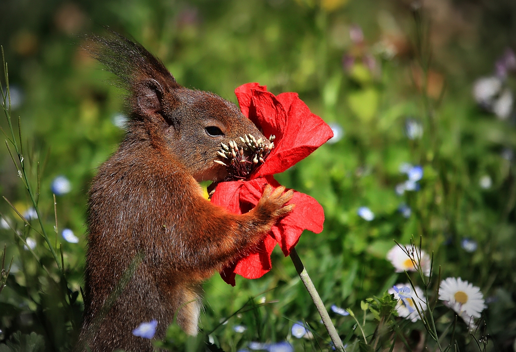 Mohn macht High