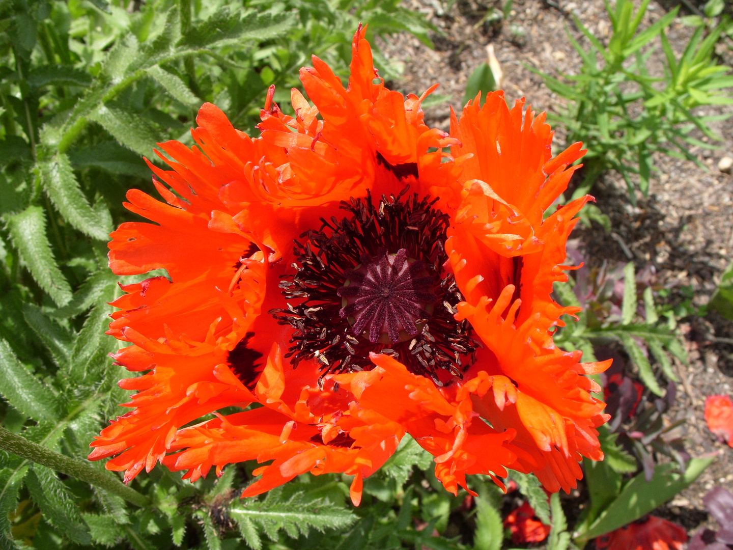 Mohn macht Laune I