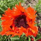 Mohn macht Laune I