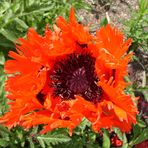 Mohn macht Laune I