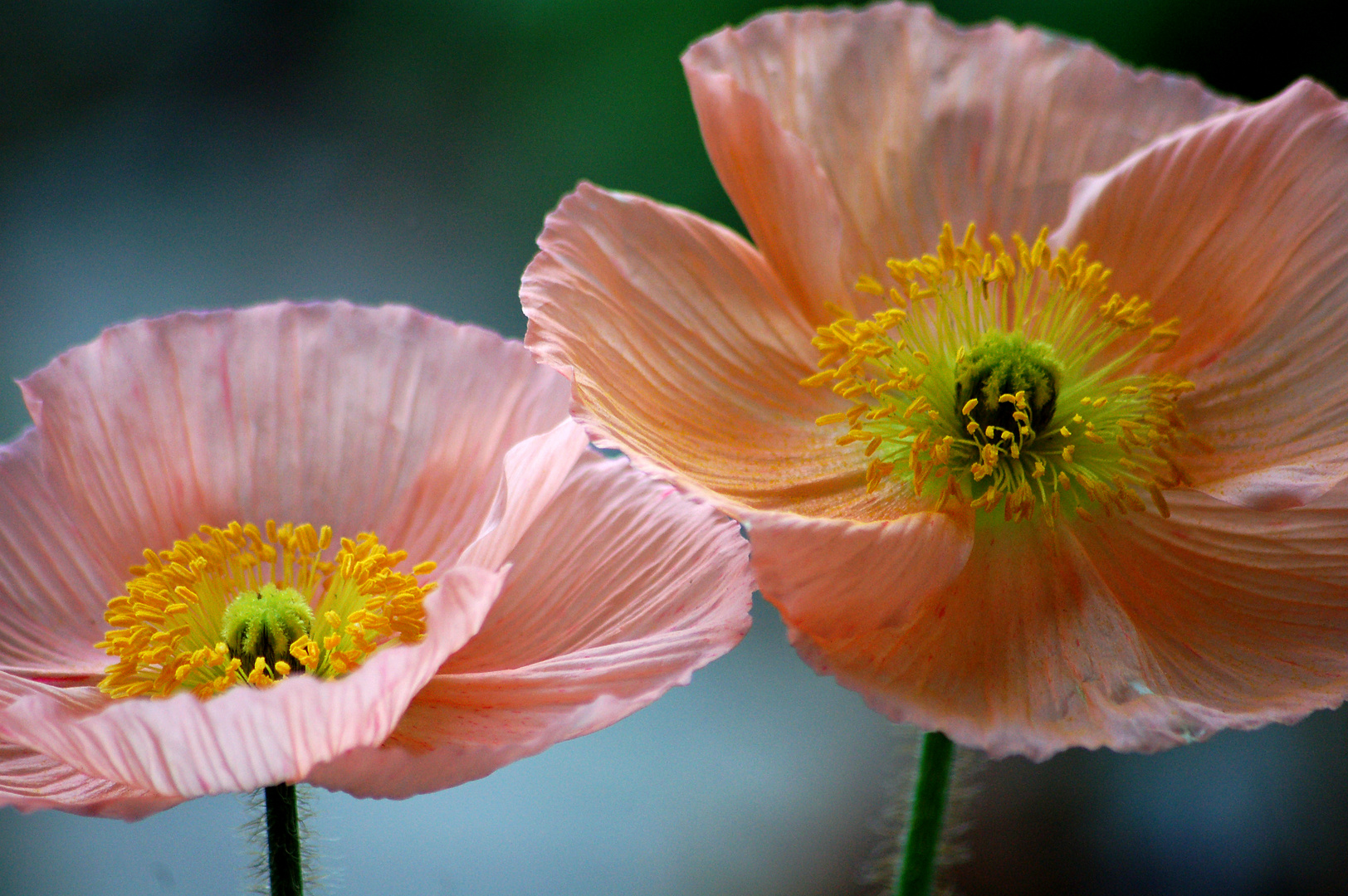 Mohn macht süchtig