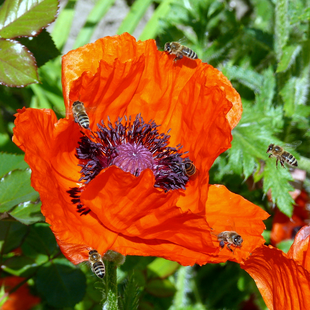 Mohn-Macht-süchtig