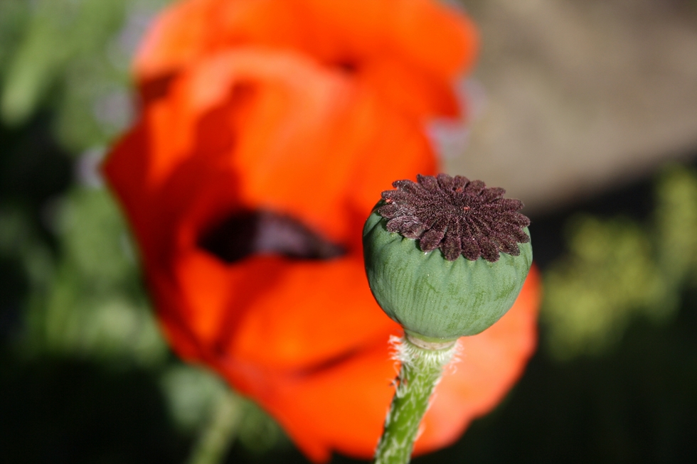 Mohn macht süchtig