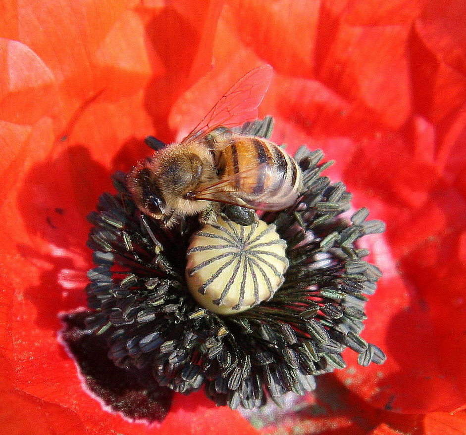 Mohn macht süchtig