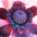 mohn-macro