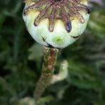 Mohn Männchen