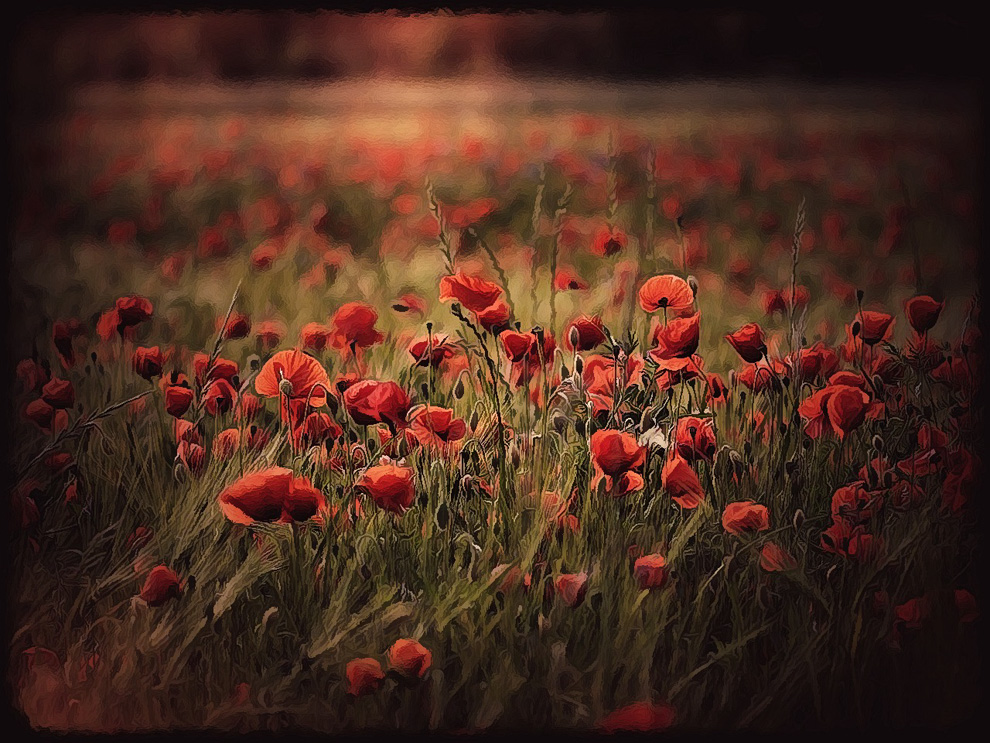 mohn magie.....