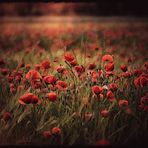 mohn magie.....