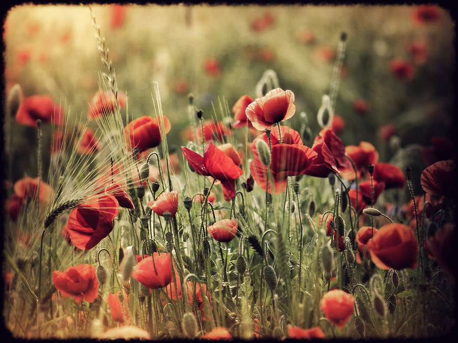 mohn magie.......