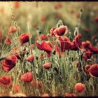 mohn magie.......