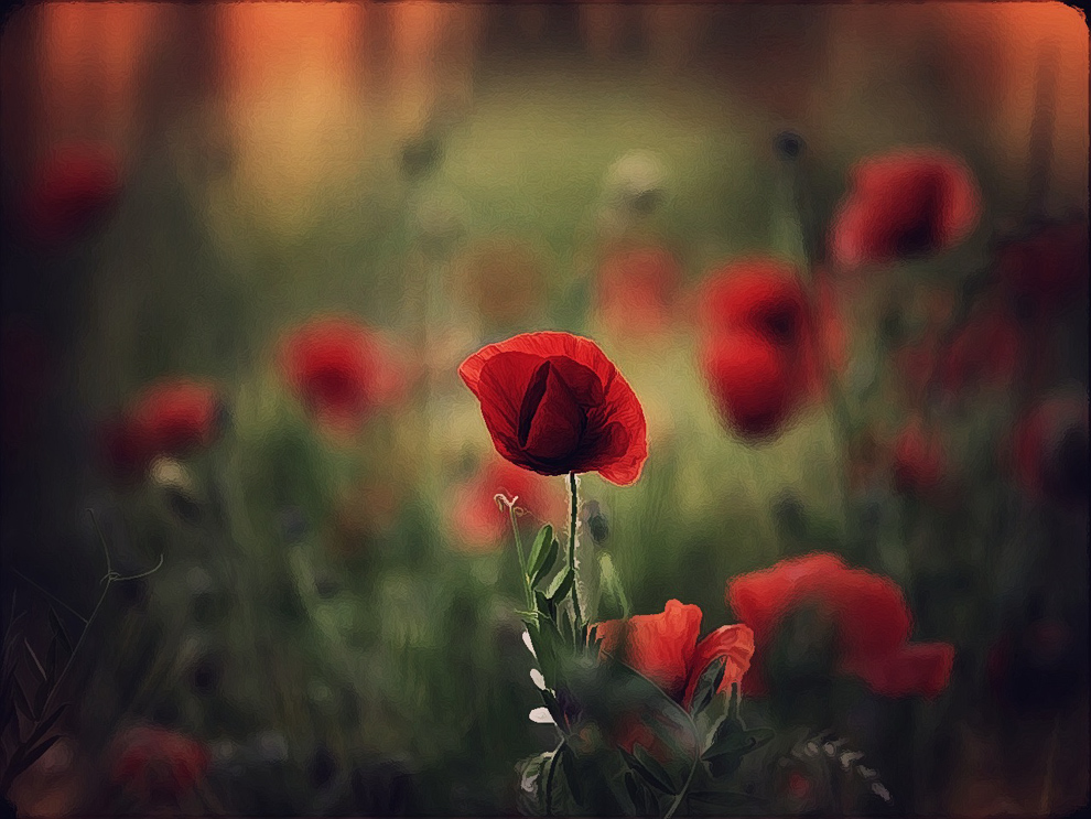 mohn magie....