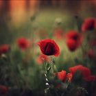 mohn magie....