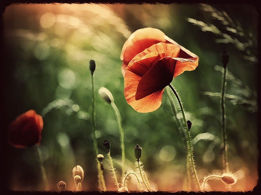 mohn magie......