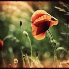 mohn magie......