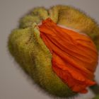 mohn Makro 2