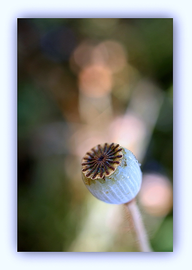 Mohn Makro