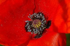 Mohn-Makro