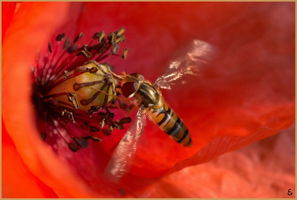 Mohn (Makro).......