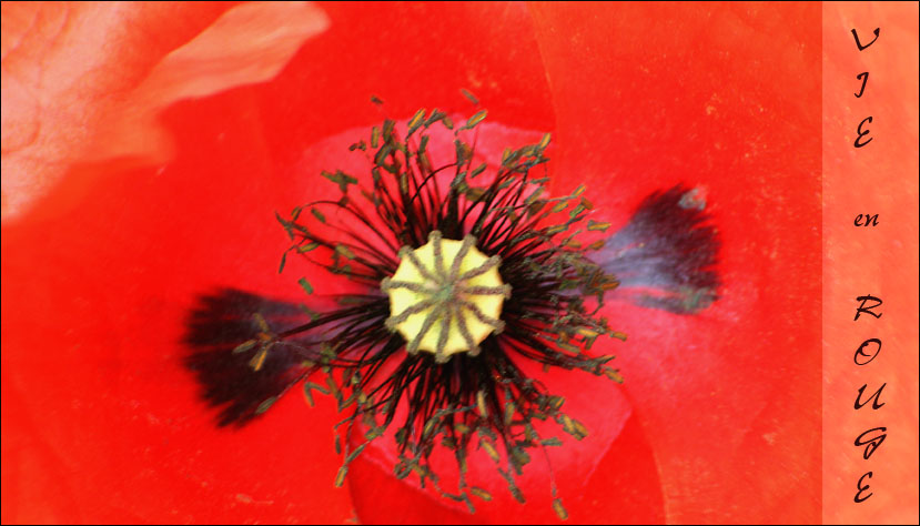 Mohn Makro