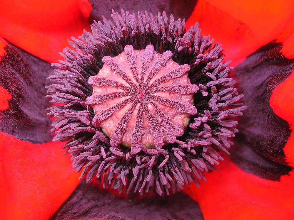 Mohn Makro