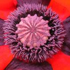 Mohn Makro