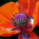 Mohn - Makro