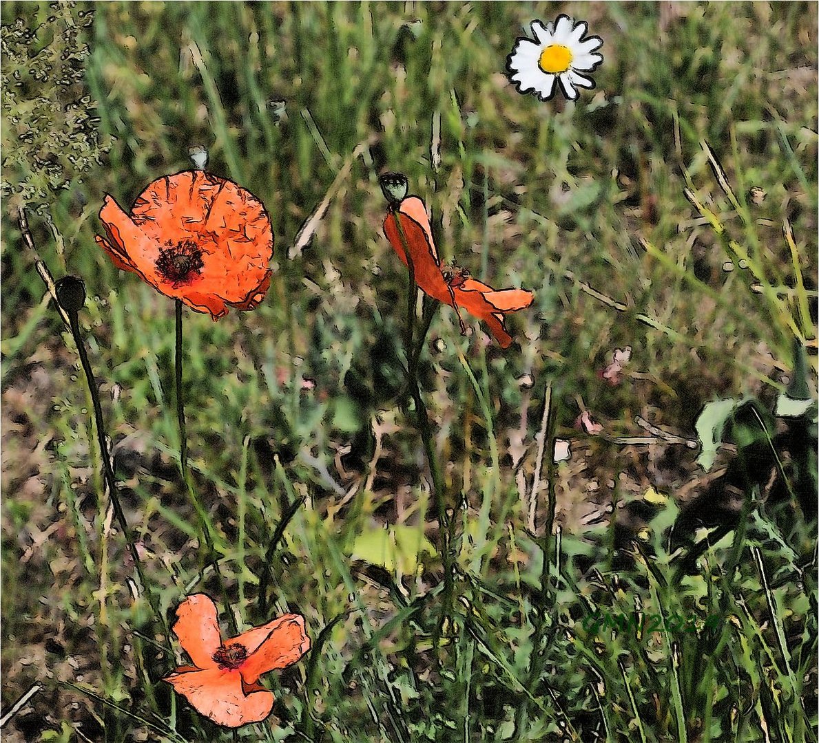 Mohn mal anders...