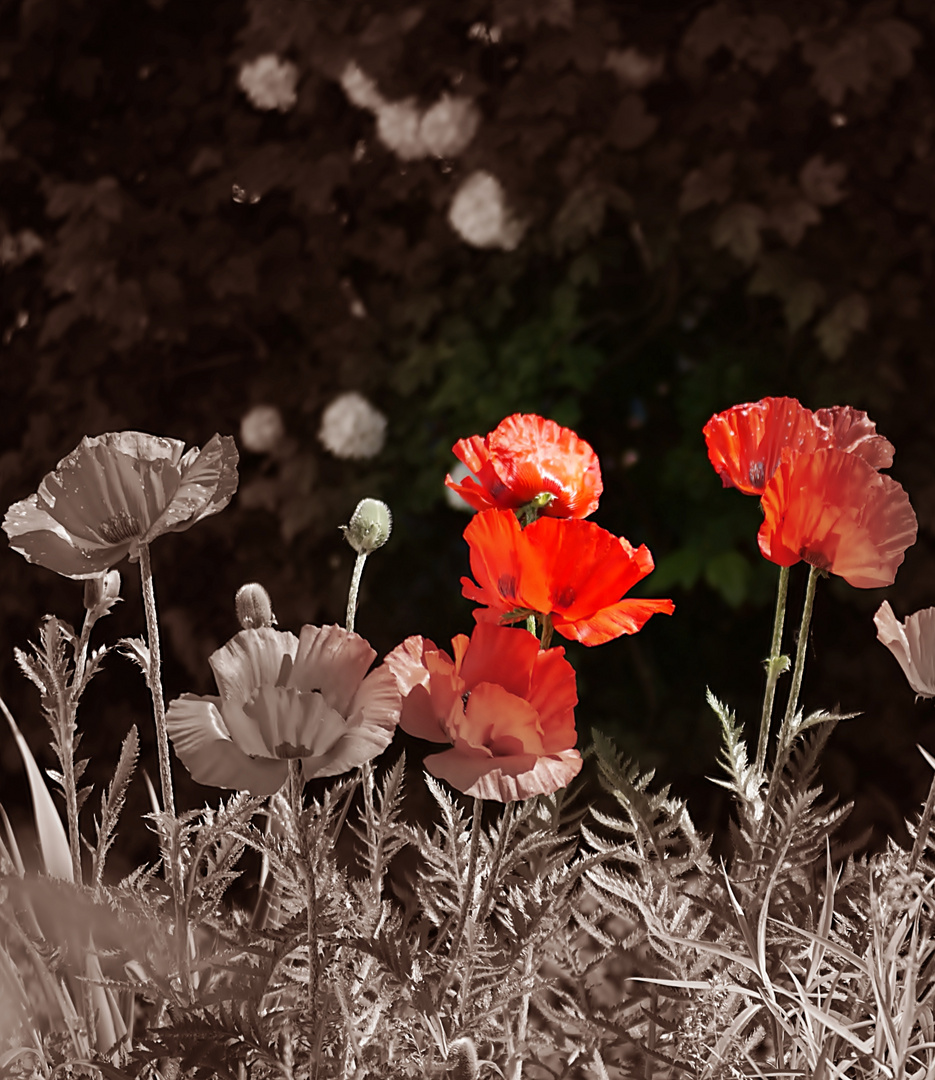 Mohn mal anders